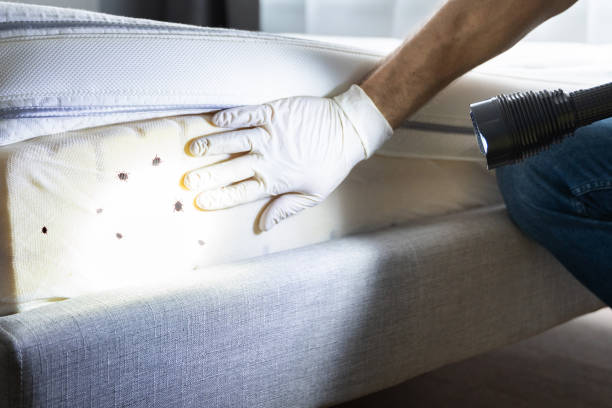 Best Mosquito Control Services  in Ranger, TX