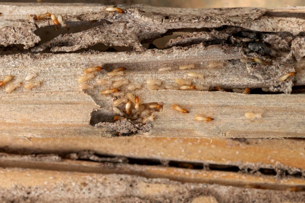 Best Cockroach Control Services  in Ranger, TX